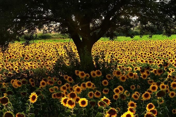 sunflowers-n-rainshowers:  🅢&amp;🅡