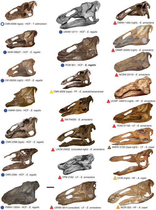 dinodorks:Various complete Edmontosaurus skulls.