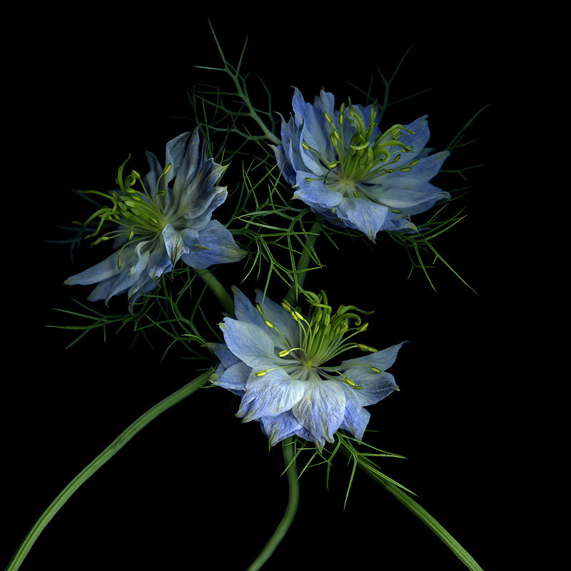 silvaris:    VENI…VIDI.. VICI…Nigella by Magda Indigo  