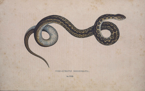 nevver:Ophidiophobia, Biodiversity Heritage Library