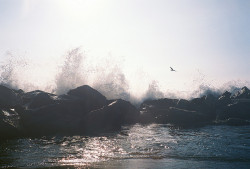 savvydarling:  Venice Beach : 06 by yyz! on Flickr. 