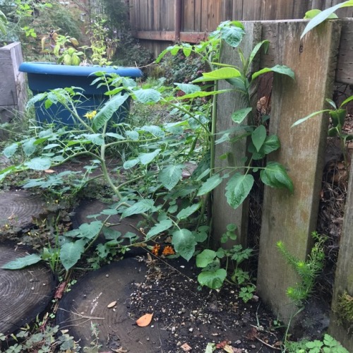 Volunteer tomato growing from the compost