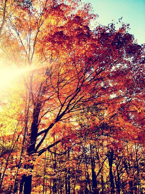 Autumn. | Landscaping en We Heart It. http://weheartit.com/entry/79197361/via/edina_kozsuch porn pictures