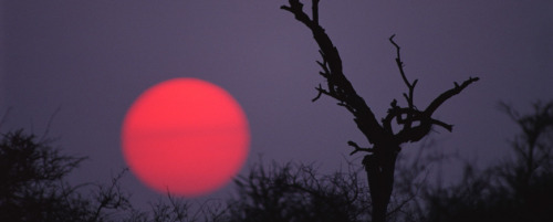 currentsinbiology:  Ever thought about Nighttime Heat Waves? New study finds ‘nighttime heat w