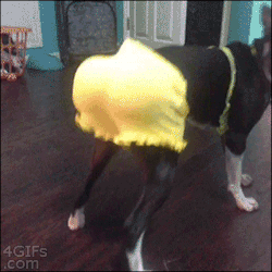 Gifss-Heaveen:   Like Gifs? Visit My Blog! !