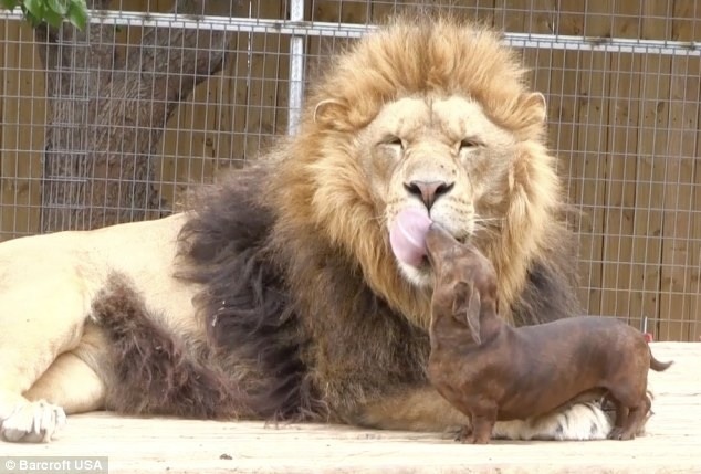  A lion and a miniature sausage dog have formed an unlikely friendship after the