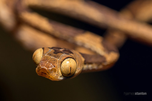 a-ffection:bogey-chan: bellossom: obsessed w blunt headed tree snakes