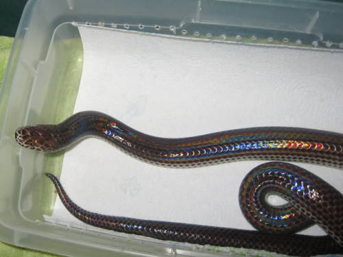 crispysnakes:hushlittlesleipniraskedcrispysnakes:Can we have some sunbeam snakes? I have a really so