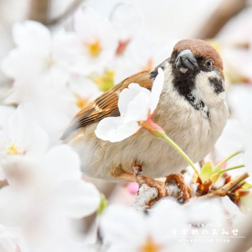 ありがとう#ちゅん活 #スズメ #sparrow #写真 #photo #photography #癒やし #healing#cutebird #instagramjapan #birdlov