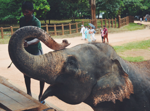 Pinnawala, Sri Lanka, 2015.