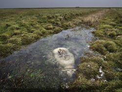 finofilipino:  Esto es lo que pasa cuando una oveja muere congelada y parte de su lomo asoma por encima del charco.La parte sumergida se conserva perfectamente, mientras que la espalda ha quedado totalmente en los huesos.