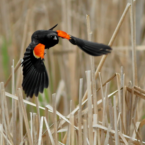 A blackbird flies through the reeds. 