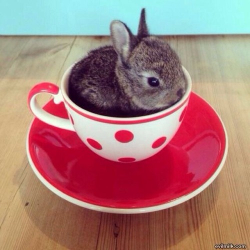 XXX gobroadway:  bunnies in tea cups 🐇☕️ photo