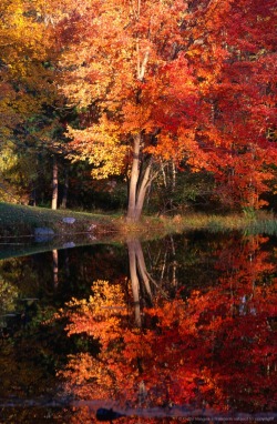 photobankk:  cuteautumn:  all year round autumn/halloween blog!  http://photobankk.tumblr.com 