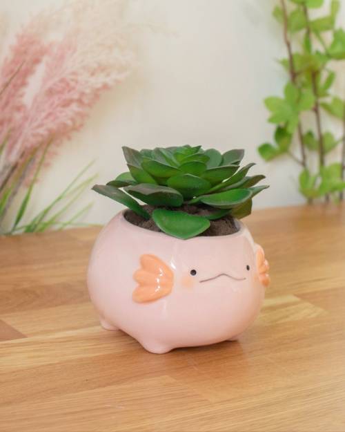 Porn figdays:    Axolotl Planter //  leikya   photos