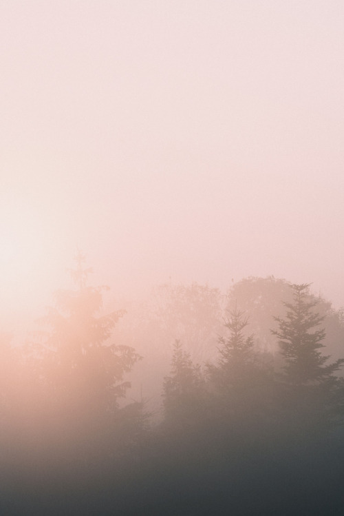 biancabaumann: 안개. the beauty of early autumn mornings. instagram 