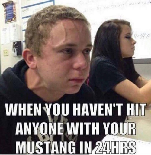 javyblows: These mustang memes are TOO MUCH