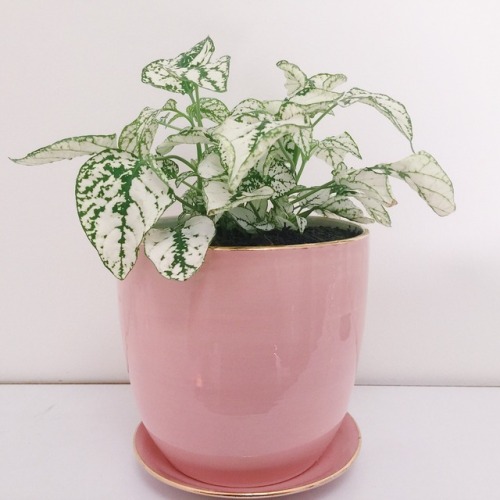 aaesthetic-angel - my new plant