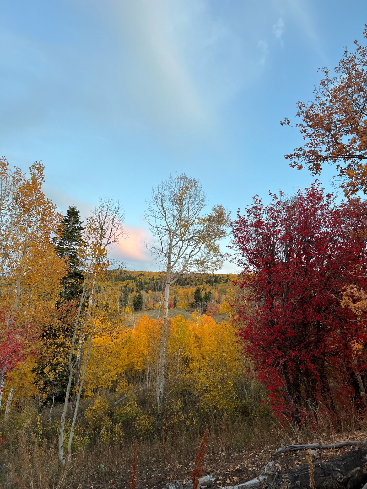 sagebrushandsoil:Hello Autumn 🍂 I love you 