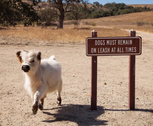 tastefullyoffensive:  Showoff. (via goocity)
