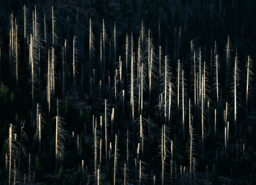 Porn photo lvndcity:  CLOUD FOREST by Kilian Schönberger (2013)