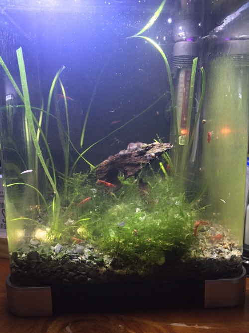 Busy morning working on my tanks.Trimmed the Java moss in my shrimp tank and re homed it in my main 