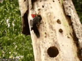 annabellehector:Woody snakepecker