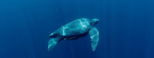 Leatherback turtles travel enormous distances throughout their lives.  Pacific leatherbacks, for exa