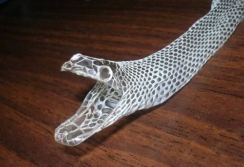 snake skin