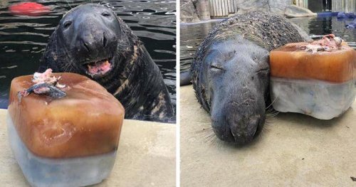 humanjeff:afeelgoodblog:  Seal gets surprised with a giant ice fish cake on his 31st birthday   this is VERY close to how I picture “Blorbo”