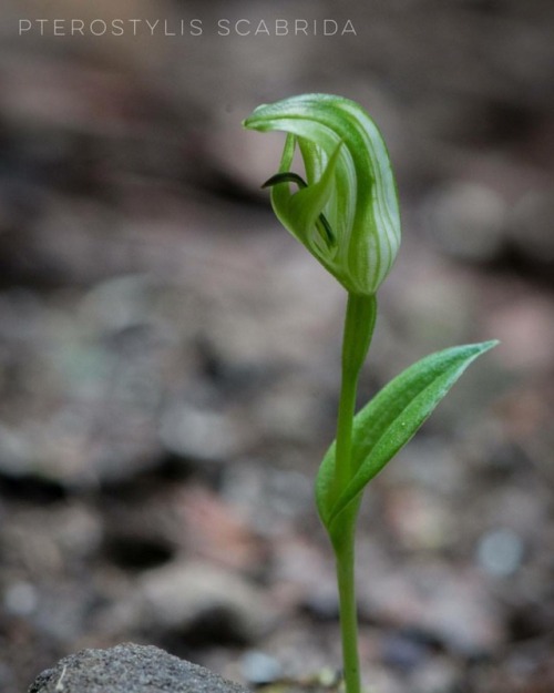 Pterostylis scabrida | The Rough Greenhood | Orchidaceae..One of our gorgeous little endemic orchids