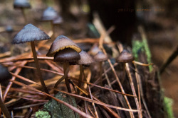 philipwernerfoto:  Cute little shroomies in the Hampton State Forest.Philip WernerNSW, AustraliaMay 2015