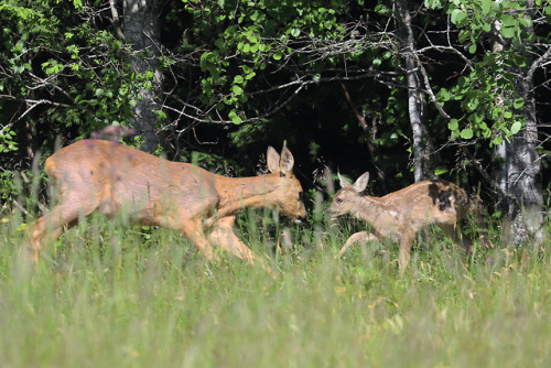 Roe deer family update: Today on our way back home from the lake we saw the  doe walking on the field alone. Suddenly on