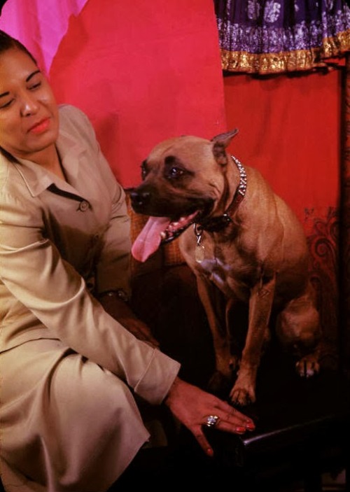 cultureunseen:  (A day with Lady Day) Billie Holiday , photographed by Carl Van Vechten.