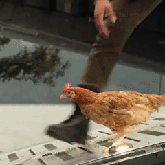 Badass Princesses + Their Chickens