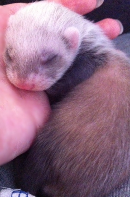 captainkateblr:  So here’s some photos of my baby ferrets.