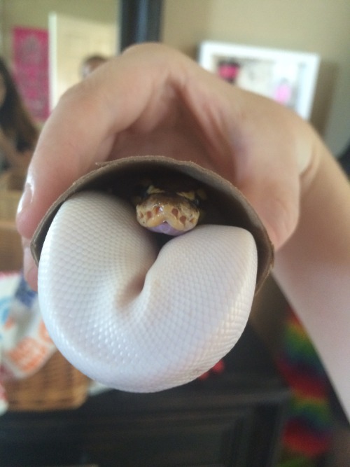 boopthesnoots:People always said that ball pythons loved toilet paper rolls but I never really under