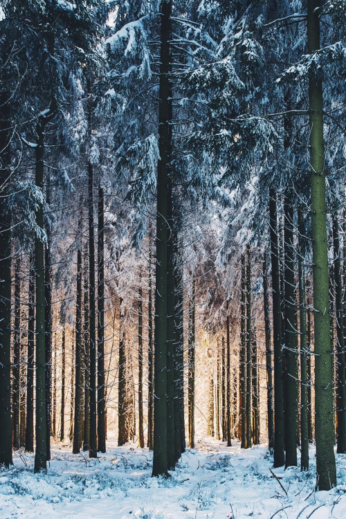 banshy:Les Hautes Fagnes // Johan Lolos