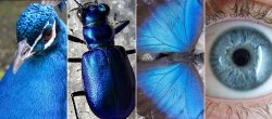 explore-blog:   Surprise! Not one of these things contains a single speck of blue pigment.  NPR explains how animals hacked the rainbow.  Also see how bees gave Earth its colors, the science of why the color pink doesn’t actually exist, and Goethe