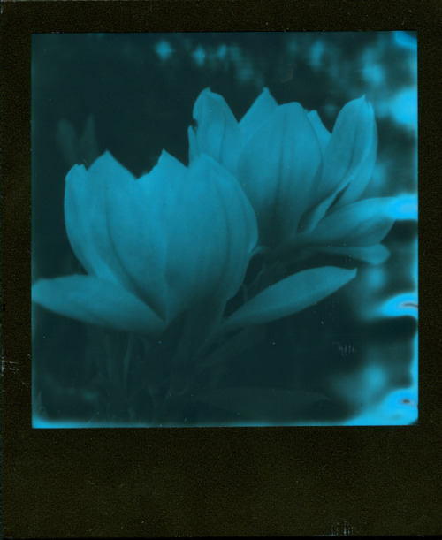 polaroidsandthoughts:Blue Magnolia II