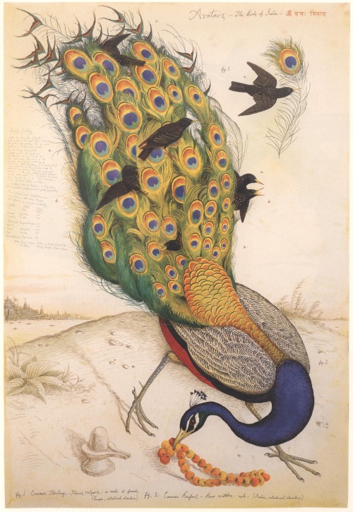 brettkingery: “Avatars—The Birds of India, No. 1” by Walton Ford - 1996 Watercolor, gouache, pencil