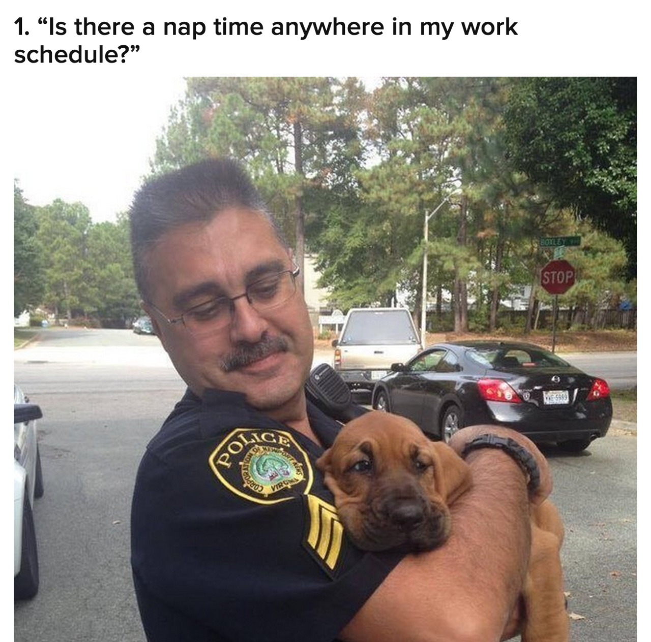 buzzfeed:  18 Adorable Puppies On Their First Day Of Work 