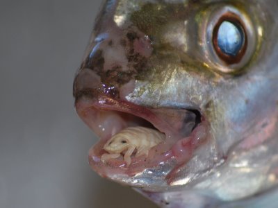 bookishwitch:  sixpenceee:  Cymothoa exigua is a tongue eating parasite. It enters the fish through the gills and attaches itself to the fishes tongue. It destroys the tongue by drawing blood from it and then attaches its own body to the stub of the