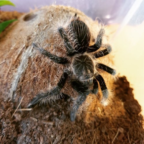 tarantula