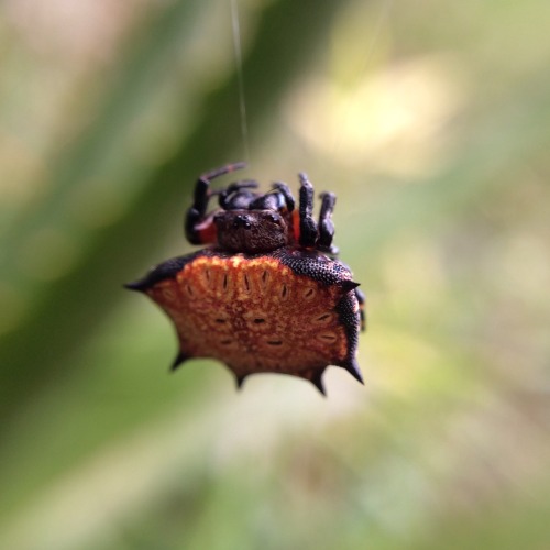 onenicebugperday:Biscuit boxkite, Isoxya tabulata, Araneidae (orbweavers)Found throughout southeaste