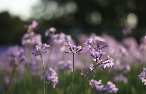 floralls:Flowers at Fancourt, South Africa by Esteban Castle