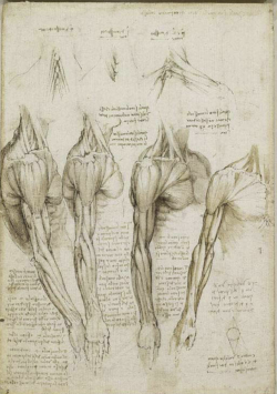 sixpenceee:  Leonardo Da Vinci’s original