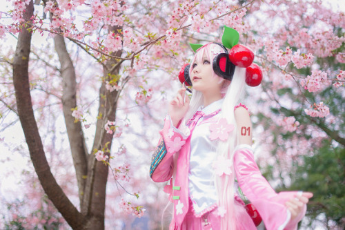 vandariwuuuuutcosplay:  Character: Sakura adult photos