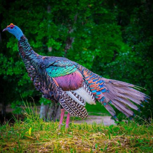 scienceyoucanlove:The Visionary Turkey: The ocellated turkey exists only in a 50,000 square mile are