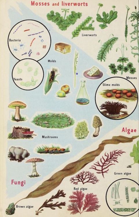 nemfrog:Mosses, liverworts, fungi and algae. Science Problems for the Junior High School. 1957.